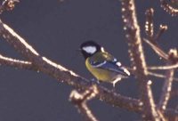 Green-backed Tit - Parus monticolus