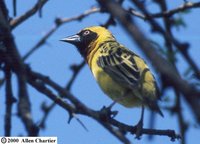 Speke's Weaver - Ploceus spekei