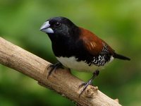 Black-and-white Mannikin - Spermestes bicolor