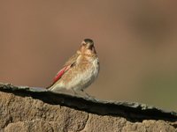 Crimson-winged Finch - Rhodopechys sanguinea