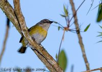 Common Bush-Tanager - Chlorospingus ophthalmicus