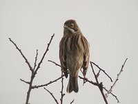 Reed Bunting - Emberiza schoeniclus