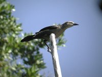 Carib Grackle - Quiscalus lugubris