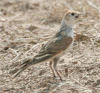 White-winged Lark