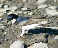 House Martin