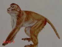 Rhesus Macaque (Macaca mulatta)