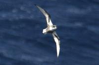 Mottled Petrel (Pterodroma inexpectata)