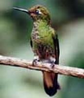 Buff-tailed Coronet