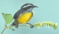 Bananaquit