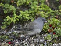 Darkeyed Junco