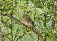 [Dickcissel on Saturday's CMBO Beanery walk.  Photo by George Myers.]