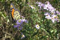 Image of Monarch Butterfly