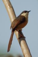 Ashy Wren-Warbler Prinia socialis