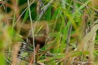 White Bellied Munia(Lonchura leucogastra)