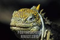 Galapagos Land Iguana stock photo