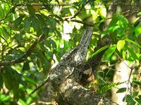 Papuan Frogmouth