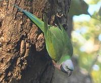 25. 붉은가슴앵무 (緋胸 鸚鵡) Psittacula alexandri Red-breasted Parakeet