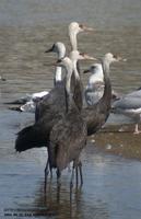 Hooded Crane Grus monacha 흑두루미