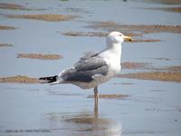 노랑발갈매기 Yellow-leged Gull Larus  cachinans