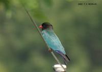 Broad-Billed Roller Eurystomus orientalis 파랑새