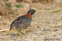 Barred Buttonquail (female)