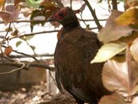 Edwards' Pheasant