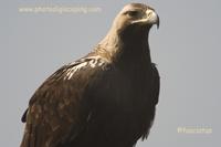 Águila Imperial Ibérica (Aquila Adalberti)