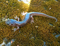 : Aneides lugubris; Arboreal Salamander