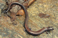 : Batrachoseps nigriventris; Black-bellied Slender Salamander