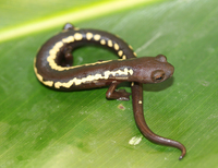 : Bolitoglossa odonnelli