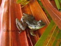 : Lysapsus laevis