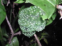 : Pachymedusa dacnicolor