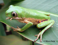 : Phyllomedusa rohdei
