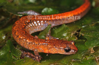 : Plethodon dorsalis dorsalis; Northern Zigzag Salamander