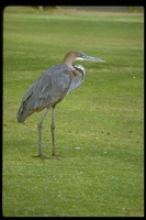 : Ardea goliath; Goliath Heron