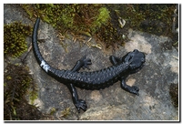 : Salamandra atra; Alpine Salamander