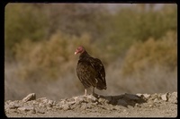 : Cathartes aura; Turkey Vulture