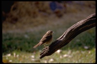 : Catharus ustulatus; Swainson's Thrush