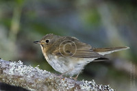 : Catharus ustulatus; Swainson's Thrush