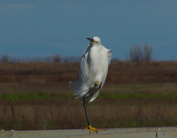 : Egretta thula; Garceta Pie-dorado