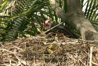 : Geronticus calvus; Southern Bald Ibis Nest