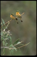 : Merops pusillus cyanostictus; Little Bee-eater