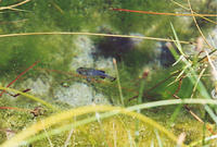 : Cyprinodon nevadensis mionectes; Ash Meadows-Amaragosa Pupfish