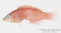 : Pseudocheilinus evanidus