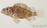 : Scorpaenodes guamensis