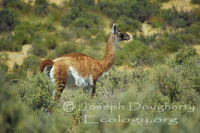 : Lama guanicoe; Guanaco