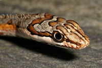 : Psammophis tanganicus