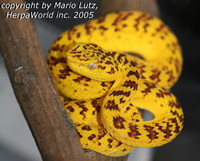 : Parias (trimeresurus) mcgregori; Mcgregor's Pitviper