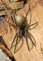 : Hogna carolinensis