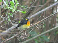 Narcissus Flycatcher